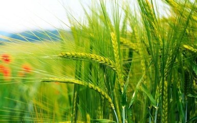 美農(nóng)業(yè)部產(chǎn)量報告超預(yù)期，谷物價格跌至四年最低